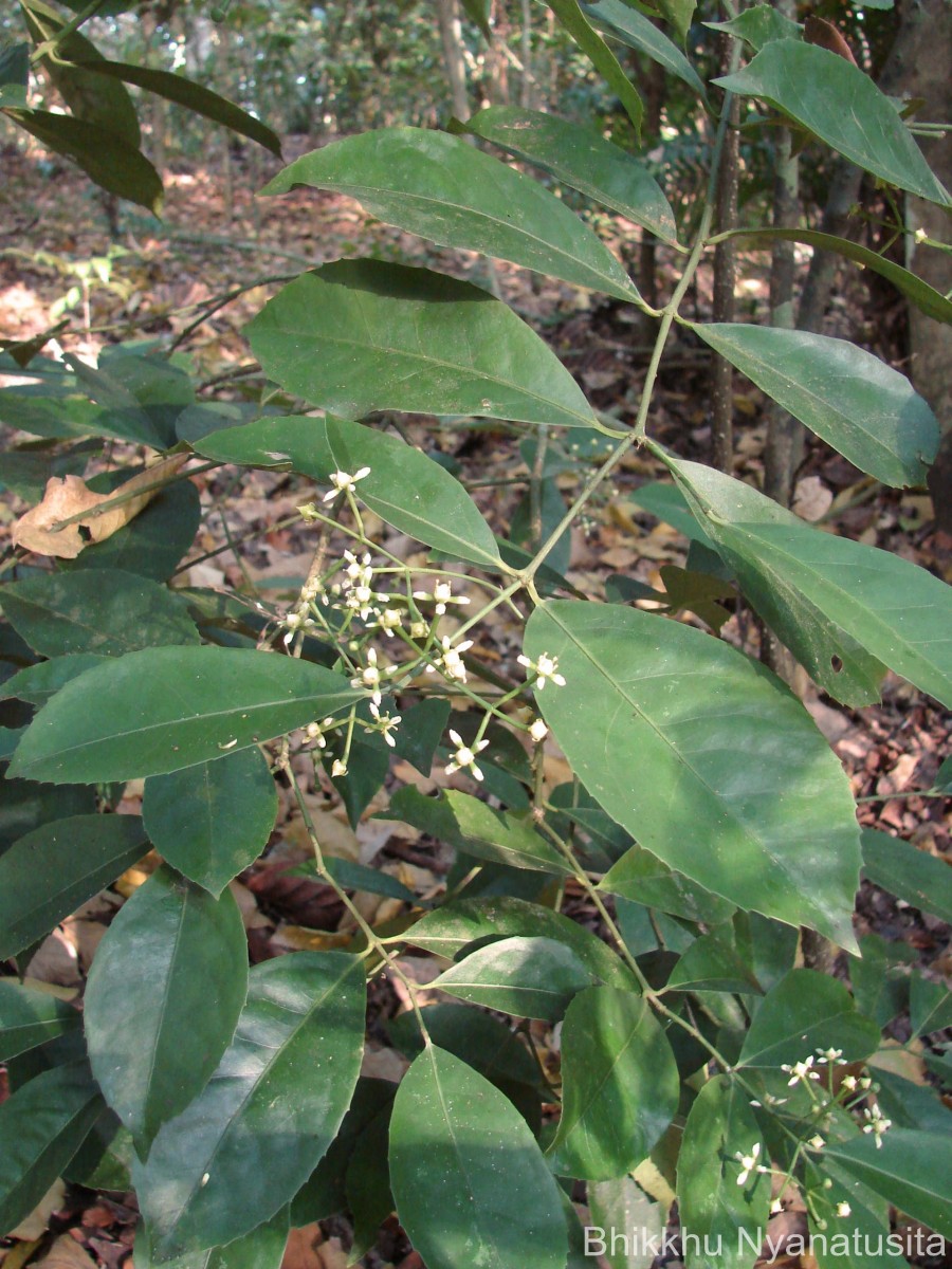 Glyptopetalum zeylanicum Thwaites